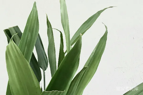 高清摄影 白色背景上的绿色植物