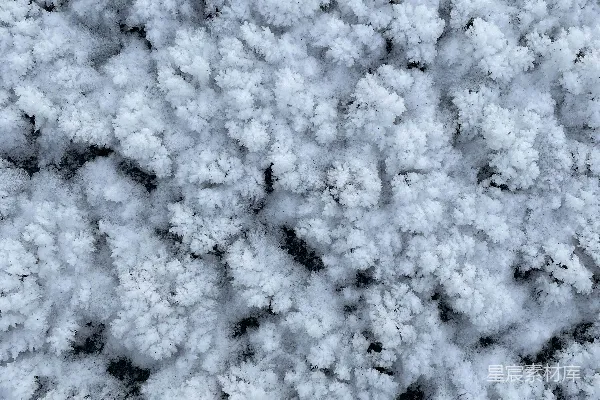 高清摄影 一张非常近的树木特写照片