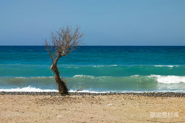 高清摄影 海滩上一棵孤独的树，背景是海洋。