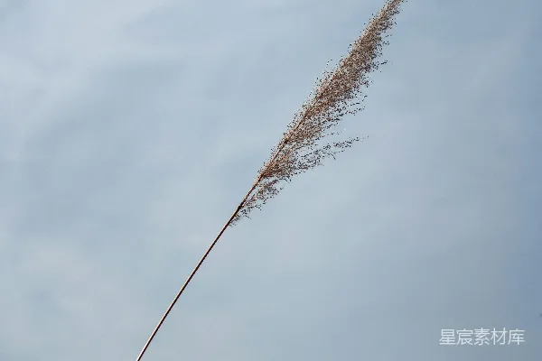 高清摄影 棕色的麦子在白云下