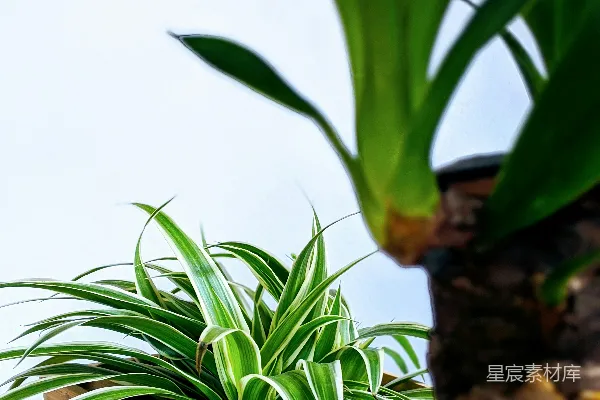 高清摄影 棕色木盆中的绿色植物