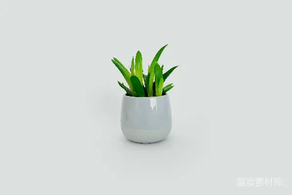 高清摄影 绿叶植物放在白色陶瓷盆里