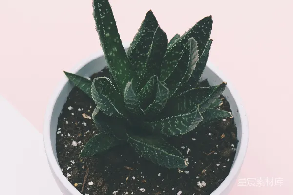 高清摄影 绿色植物