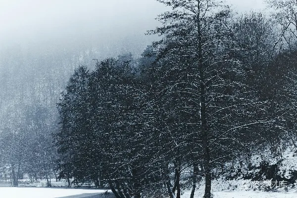 高清摄影 一片雪地里的树群