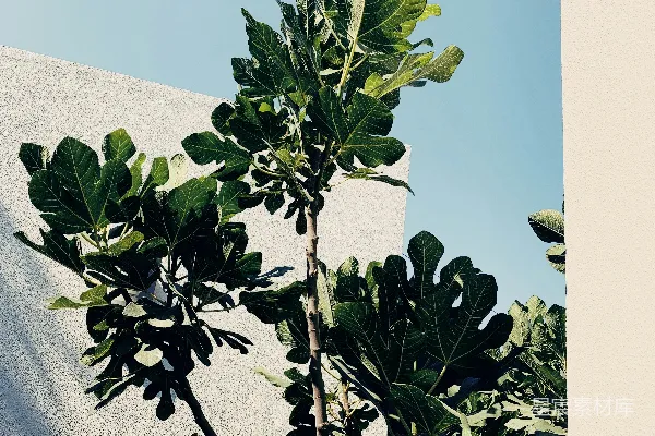 高清摄影 绿色植物在白色纺织品上