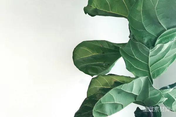 高清摄影 绿色植物