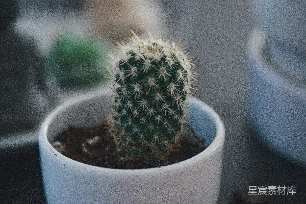 高清摄影 特写照片中的仙人掌植物