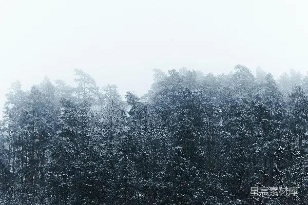高清摄影 一片森林里，雪覆盖着的树木群