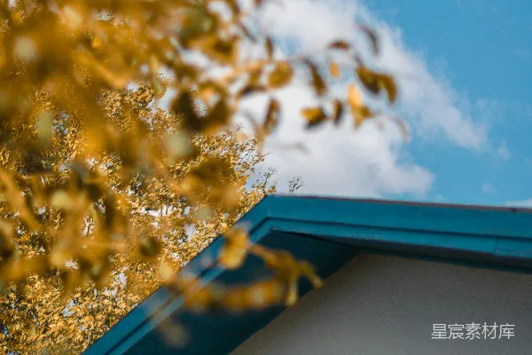 高清摄影 白天，蓝色和白色的天空下，棕色的树紧挨着白色和蓝色的房子，近景拍摄。