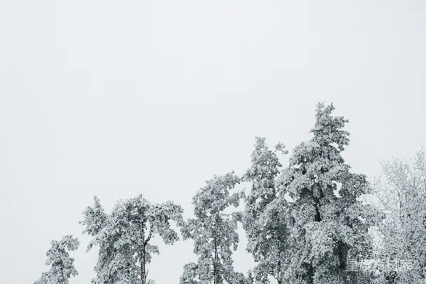 高清摄影 一群被雪覆盖的树，旁边是森林。