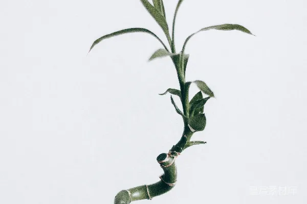 高清摄影 绿色植物，白色背景