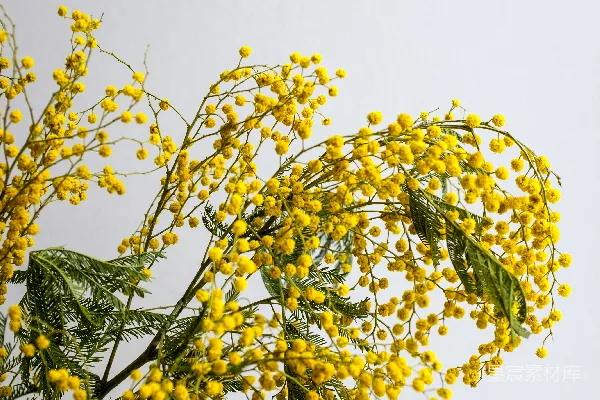 高清摄影 黄色的花朵和绿色的叶子