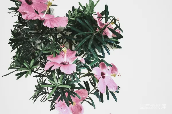 高清摄影 粉红色的木槿花
