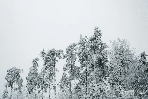 高清摄影 一张黑白照片，照片中树木被积雪覆盖。