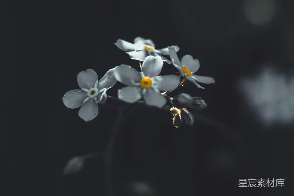 高清摄影 白黄相间的花在黑色背景前