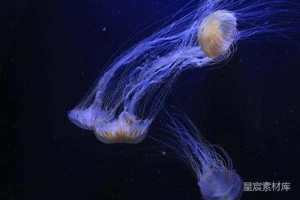 高清摄影 水母在水中游动