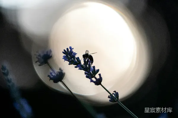高清摄影 一张模糊的花朵照片，背景也模糊不清。