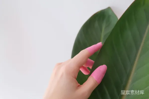 高清摄影 拿着绿叶植物的人