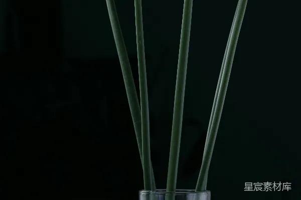 高清摄影 绿色的棍子在黑色的背景前。