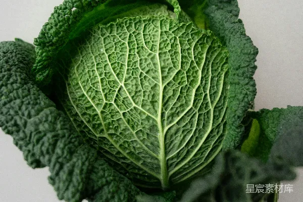 高清摄影 一张绿叶蔬菜的特写照片