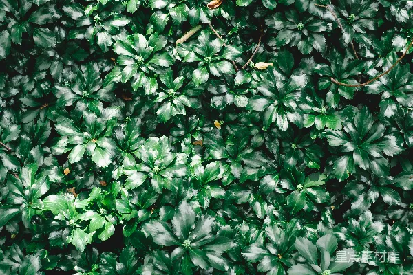 高清摄影 一组绿色植物