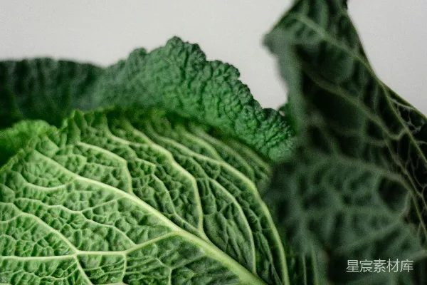 高清摄影 一张绿叶植物的特写照片