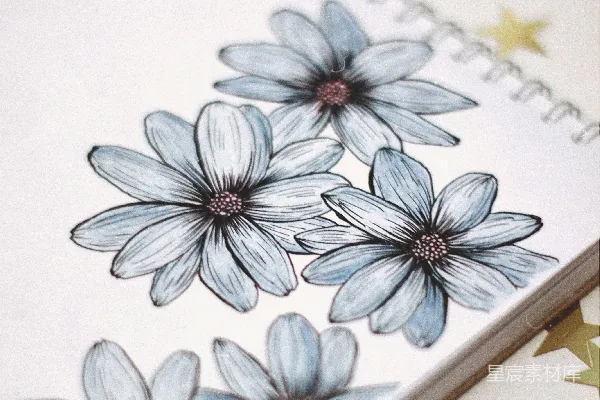 高清摄影 蓝色和白色花朵插图
