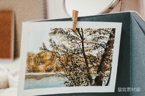 高清摄影 白色和棕色树木的照片