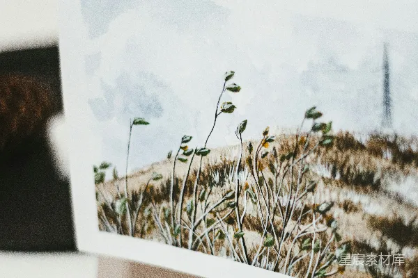 高清摄影 白色和棕色的小麦田