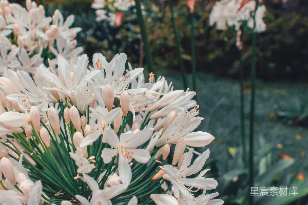 高清摄影 花园里有一簇白花