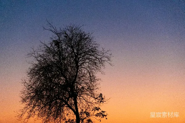 高清摄影 一棵没有叶子的树在夕阳前