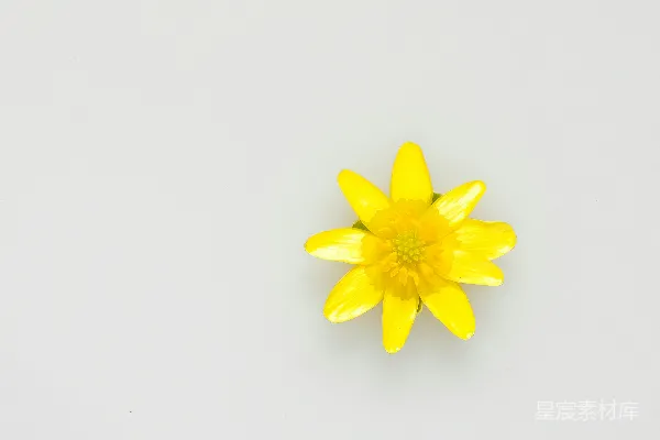 高清摄影 白色表面上的黄色花朵