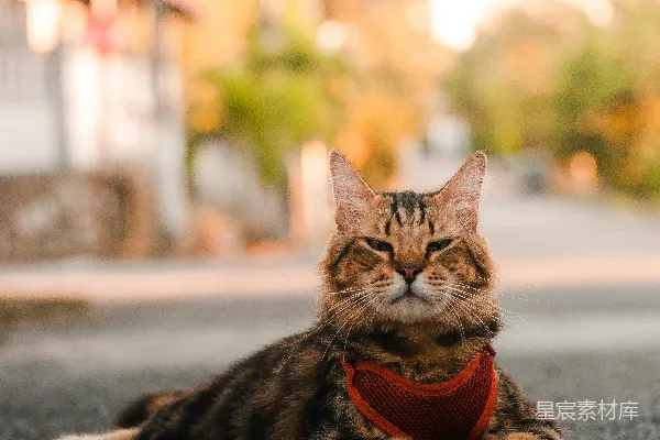高清摄影 一只戴着红色头巾的猫坐在地上。