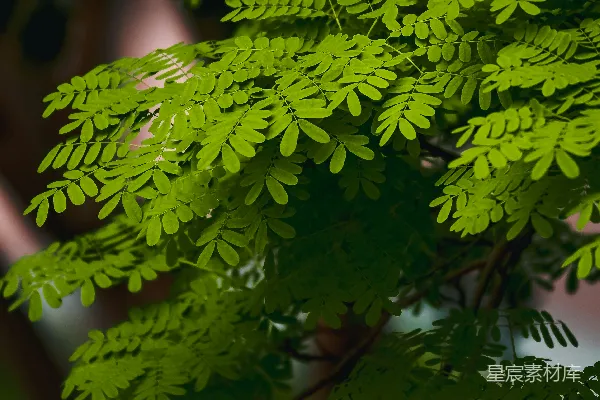 高清摄影 一张绿色植物的特写照片