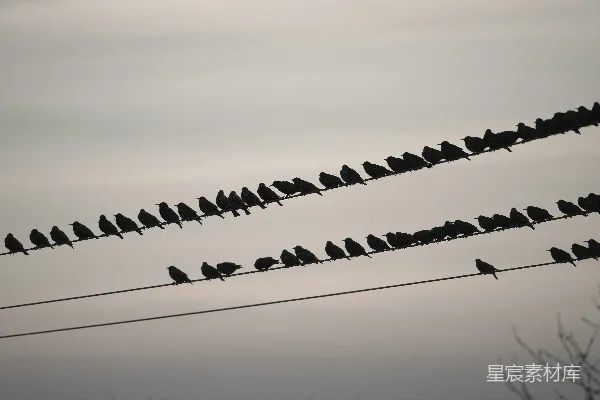 高清摄影 一群鸟停在电线杆上。