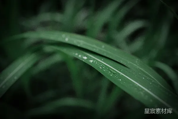 高清摄影 一朵花的特写