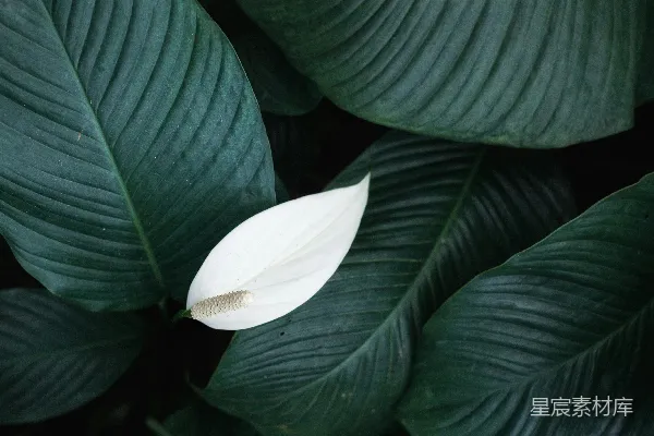 高清摄影 白玉兰花