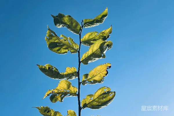 高清摄影 一棵黄叶树在蓝天的背景下
