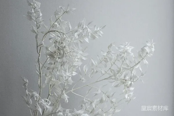 高清摄影 白墙上的白色花朵