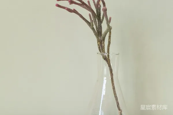 高清摄影 透明玻璃花瓶中的红花
