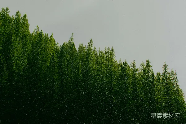 高清摄影 绿色的森林树木在灰色的天空下耸立。