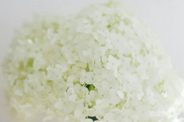 高清摄影 黑花瓶上的白花