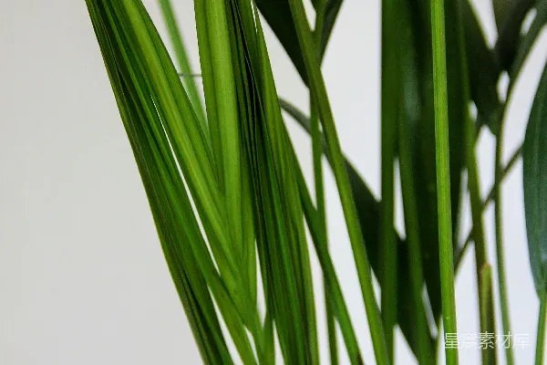 高清摄影 一株绿色植物在白色墙壁旁边