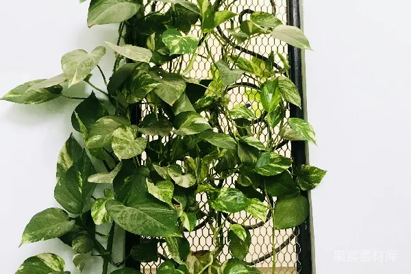 高清摄影 绿色植物在黑色金属框架上