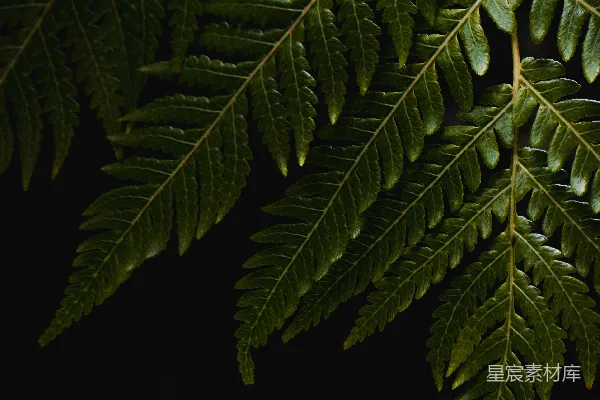 高清摄影 一株绿色植物的特写照片