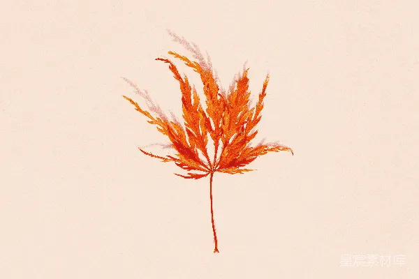 高清摄影 棕褐色的植物在白色背景上。