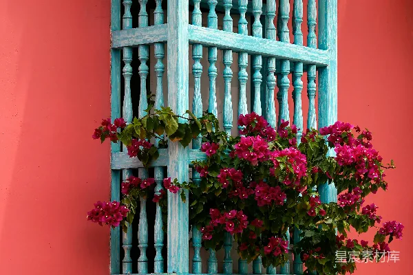 高清摄影 窗前的花