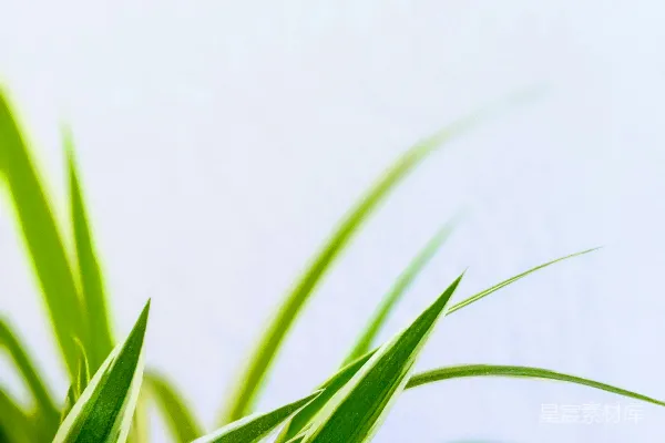 高清摄影 白墙旁边的绿植
