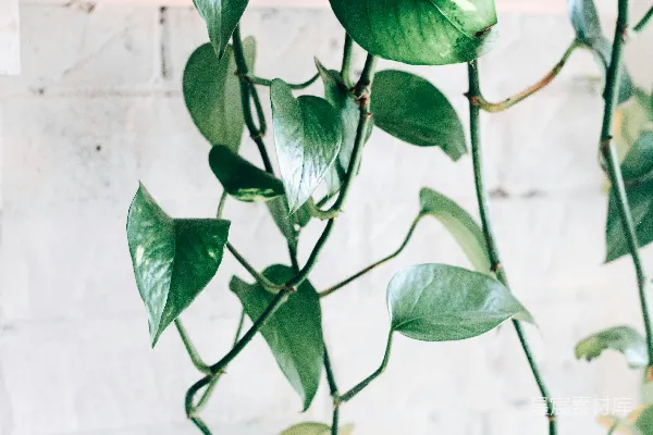高清摄影 绿叶植物