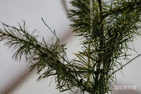 高清摄影 绿色植物放在透明玻璃花瓶里